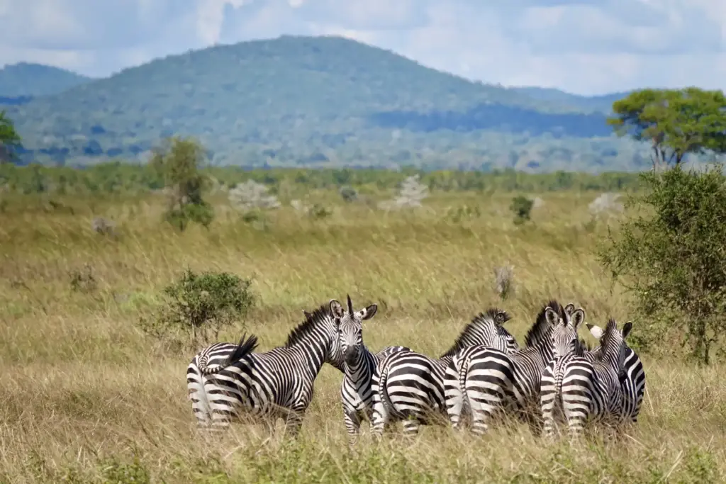Eine Gruppe Zebras in afrikanischer Landschaft - nur eines vieler Highlights jeder Tansania Reise! Katharina Fenners berät Sie individuell.