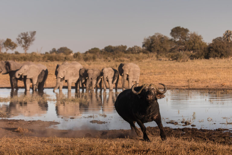 Elefanten und Büffel an einem Wasserloch im Okavango Delta - ein absolutes Highlight jeder Safari-Tour durch Botswana!