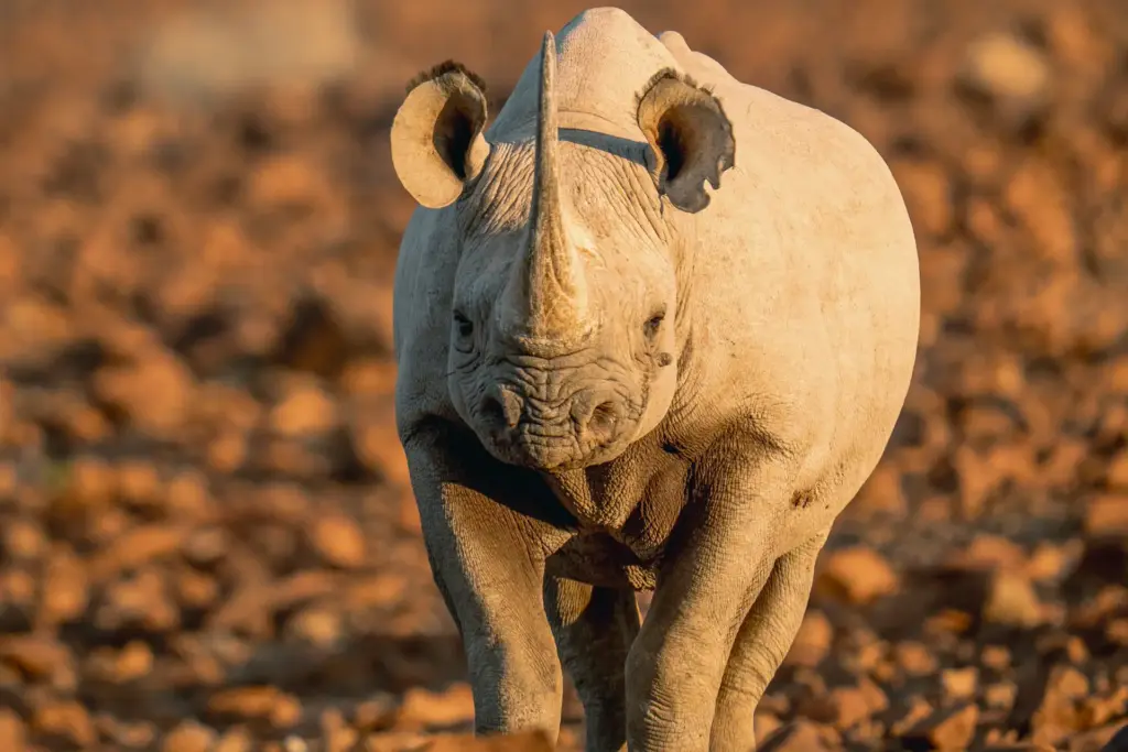 Nashorn im Desert Rhino Camp - hier erleben Gäste eines der außergewöhnlichsten Naturprojekte Namibias: die Schutzarbeit für die wüstenangepassten Schwarznashörner. Katharina Fenners organisiert Ihre maßgeschneiderte Namibia Rundreise!