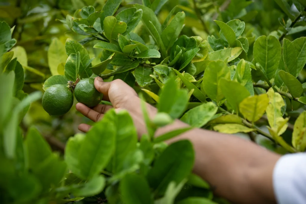 Ein Gärtner betastet Guaven im Garten des Kalari Rasayana. Ernährung ist einer der Hauptpfeiler der ganzheitlichen Behandlung der Ayurvedaklinik, buchbar für Ihre Gesundheitsreise nach Indien bei Fenners Reisen.