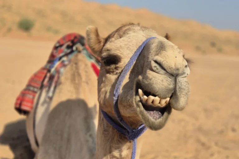 Ein Kamel grinst in der Wüste Al-Wahiba im Oman in die Kamera. Ein Besuch der Wüste ist ein Muss jeder Oman Rundreise, individuell buchbar bei Fenners Reisen.