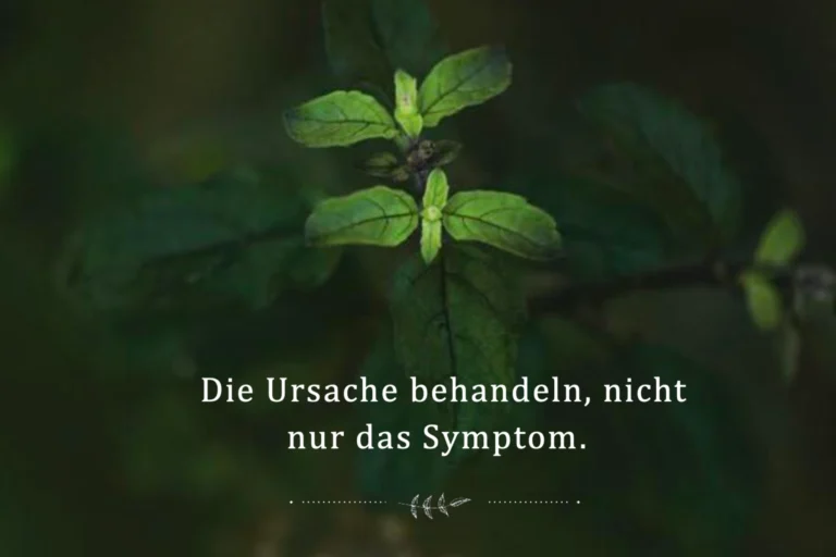 Die Broschüre von CGH Earth zum Thema Ayurveda mit dem Spruch: Die Ursache behandeln, nicht das Symptom. Katharina Fenners plant Ihren Gesundheitsurlaub in Indien individuell!