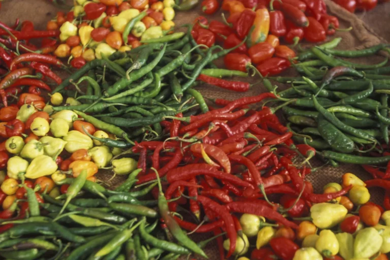 Bilder verschiedener Chili- und Paprikasorten. Das und noch viel mehr lässt sich auf einer Gewürztour in Sansibar entdecken! Ein Highlight jedes Sansibar Urlaubs, individuell buchbar bei Fenners Reisen