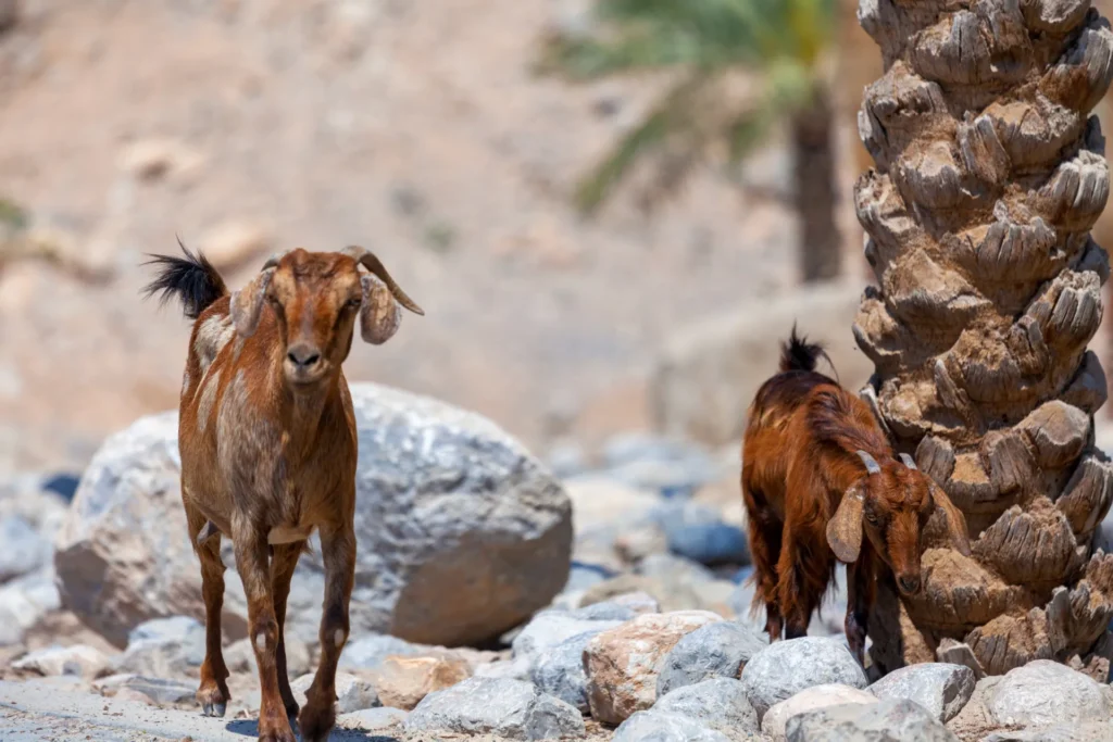 Ziegen auf der omanischen Halbinsel Musandam - sie gehören zum Gelände des Luxusresorts Six Senses Zighy Bay. Der Aufenthalt kann bei Fenners Reisen individuell gebucht werden.