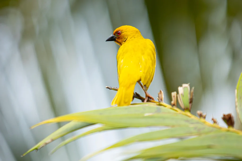 Ein Goldweber auf einem Blatt, entdeckt im Zanzibar White Sand Luxury Villas & Spa. Der Aufenthalt kann exklusiv bei Fenners Reisen gebucht werden.