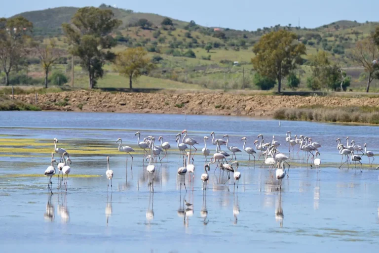Eine Gruppe von Flamingos steht im seichten Wasser vor einer grünen Hügellandschaft - auch das kann in Portugal erlebt werden! Katharina Fenners verrät Ihnen, wo!