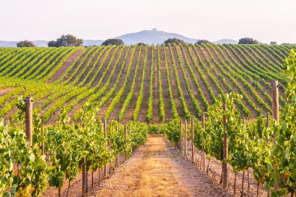 Weinberge im portugiesischen Alentejo - ein lohnenswerter Zwischenstopp jeder Portugalreise! Sie planen einen Urlaub in Portugal, luxuriös und individuell? Katharina Fenners berät Sie persönlich!