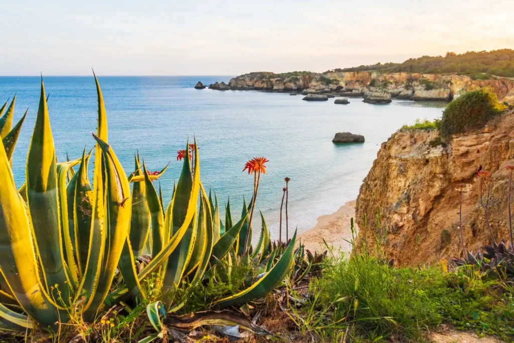 Aloe‑Pflanzen über einer ruhigen Algarve-Bucht im warmen Abendlicht, erlebbar im Rahmen eines individuellen Luxusurlaubs nach Portugal mit Fenners Reisen!