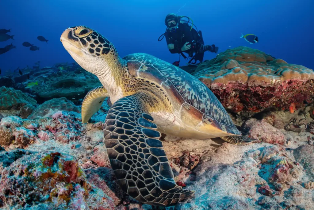 Schildkröte unter Wasser - das Hausriff im Laamu Atoll ist noch unberührt von touristischer Infrastruktur. Katharina Fenners plant Ihren maßgeschneiderten Maledivenurlaub im Six Senses Laamu!