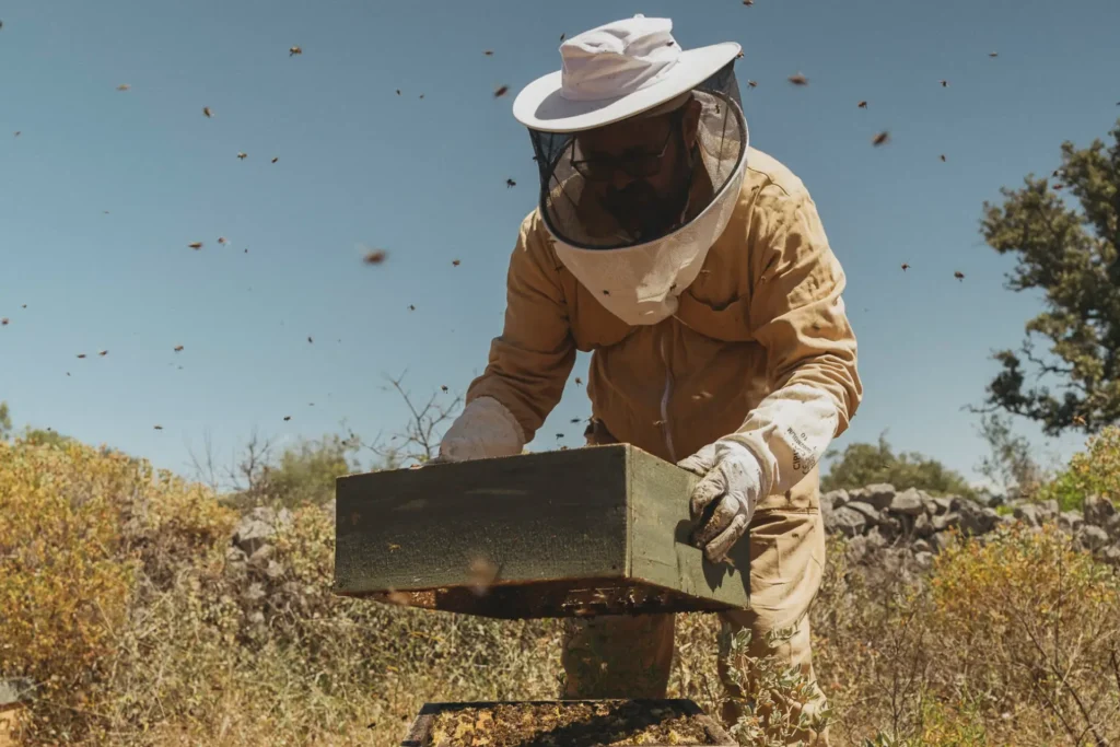Ein Imker, umschwirrt von Bienen, in der sepiagrünen Landschaft der Algarve - im Viceroy at Ombria Algarve kann live beim Honigernten zugesehen werden! Katharina Fenners gestaltet Ihren Aufenthalt individuell.