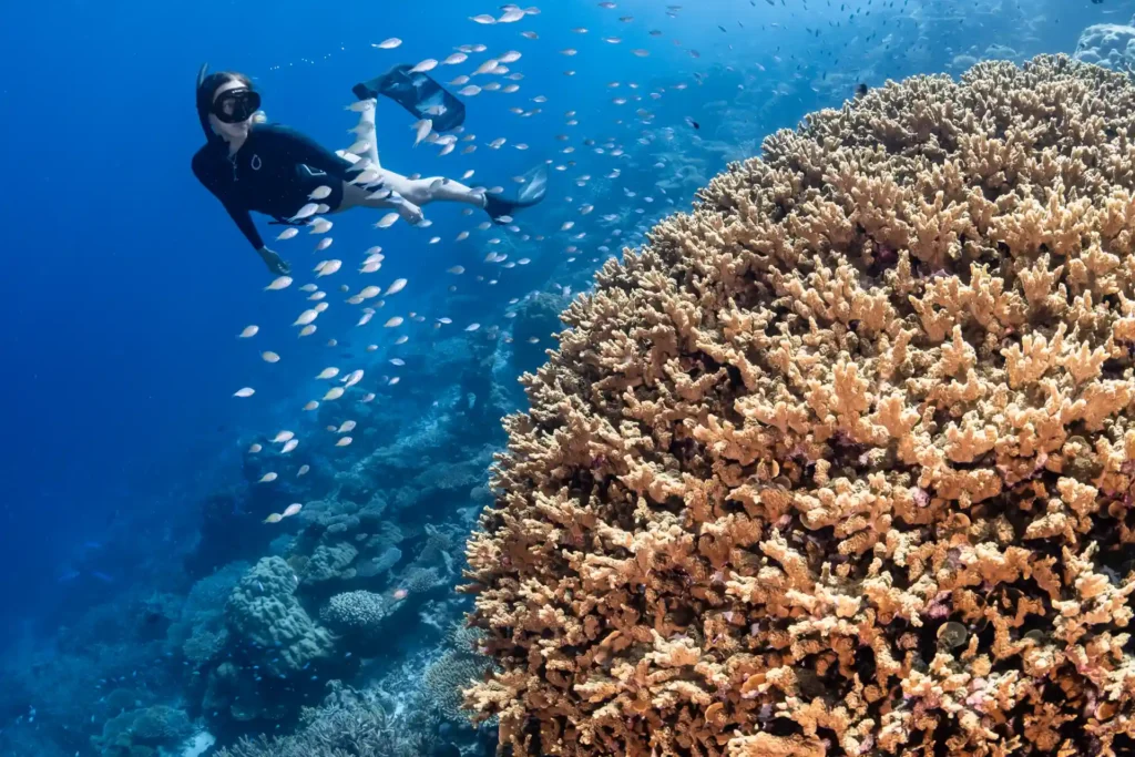 Taucherin im unberührten Hausriff des Park Hyatt Maldives Hadahaa. Das Resort ist ein absolutes Highlight für Taucher und Schnorchler! Katharina Fenners gestaltet Ihren Aufenthalt individuell.