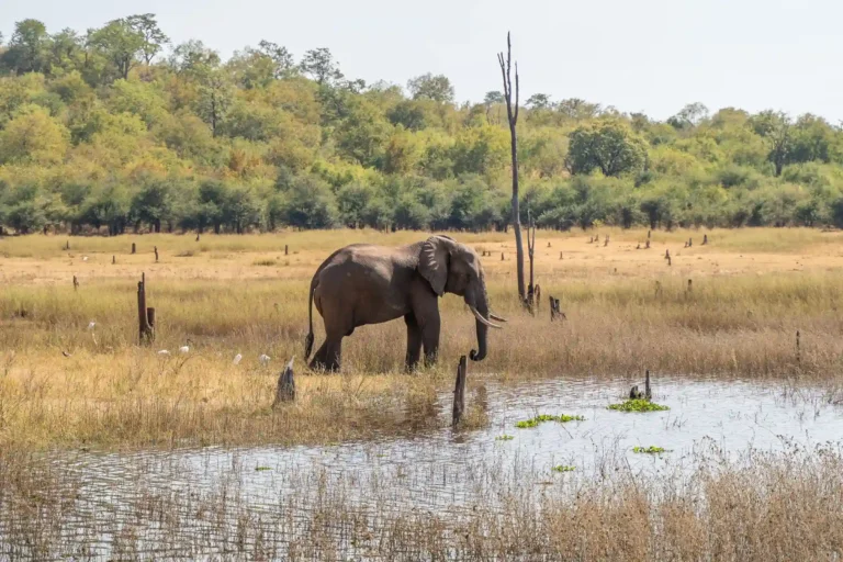 Elefant in Sambia Elefant aus nächster Nähe in Sambia - ein Abenteuer, das sich mit dem Rovos Rail in Südafrika zu einer echten Once In A Lifetime Reise verbinden lässt. Jetzt individuell bei Fenners Reisen beraten lassen!
