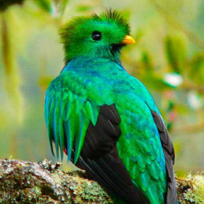 Quetzal in Costa Rica - Fenners Reisen führt Sie zu einzigartigen Individualreisezielen weltweit!