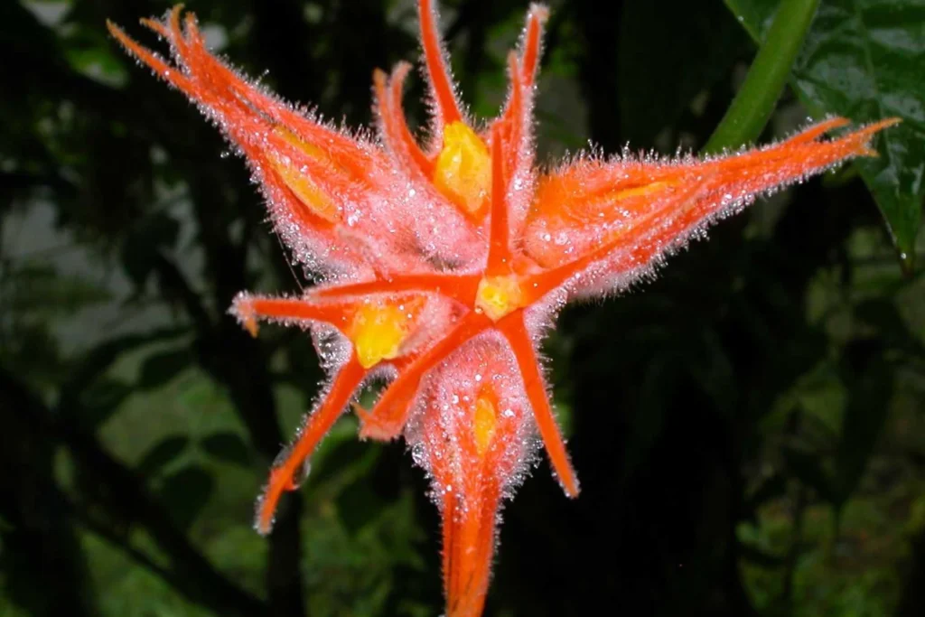 Rote Loasa-Blume aus der Familie der Blumennesselgewächse - eine von vielen Entdeckungen auf Costa Rica Rundreise mit Fenners Reisen!