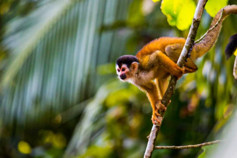 Affe in einem Nationalpark in Costa Rica - neben Faultieren und zahlreichen Vogelarten sind die flinken Kletterer im Manuel Antonio Nationalpark zu entdecken. Jetzt Ihre individuelle Costa Rica Reise bei der Expertin Katharina Fenners buchen!
