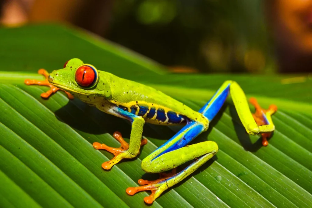 Ein Frosch mit buntem Muster sitzt auf einem Blatt - auf einer Reise durch Costa Rica begegnen Sie zahlreichen Tieren und Pflanzen!