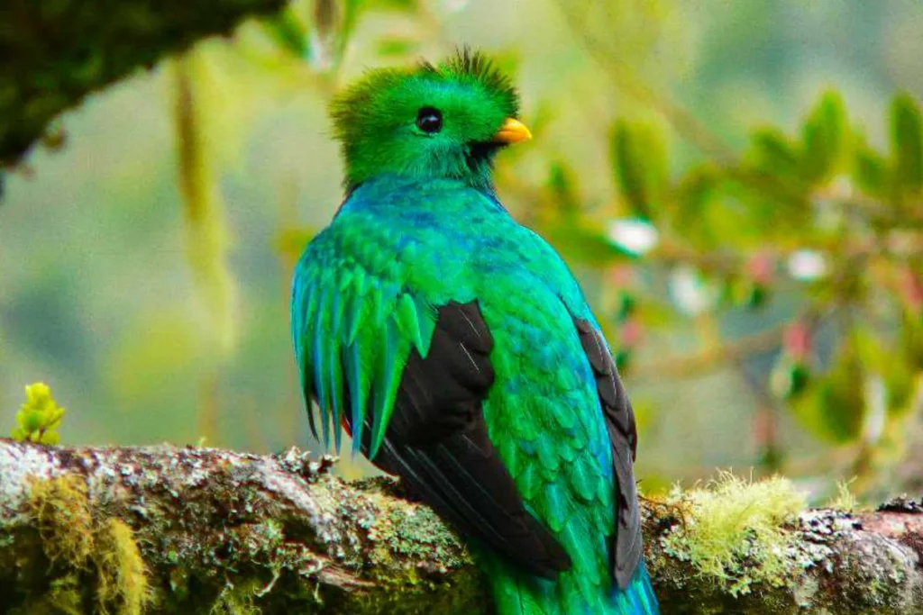 Ein Quetzal-Vogel, gesichtet im Monteverde Nationalpark - der Besuch ist ein Highlight jeder Costa Rica Rundreise. Katharina Fenners gestaltet Ihr Costa Rica Erlebnis individuell.