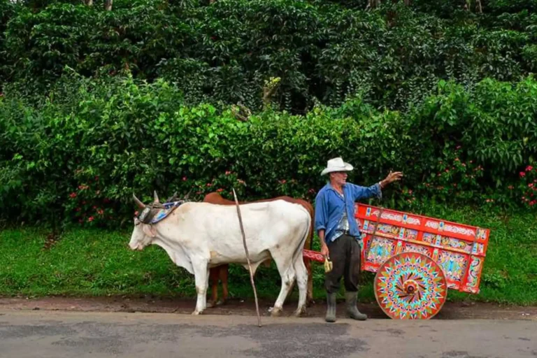 Mann mit Cowboyhut steht neben einer bunten Carreta, die von einem weißen Ochsen gezogen wird - Costa Rica verzaubert mit seiner bunten Kultur, vielfältigen Flora und Fauna und dem perfekten Mix aus Abenteuer und Erholung! Buchen Sie eine unvergessliche Costa Rica Rundreise bei Fenners Reisen.