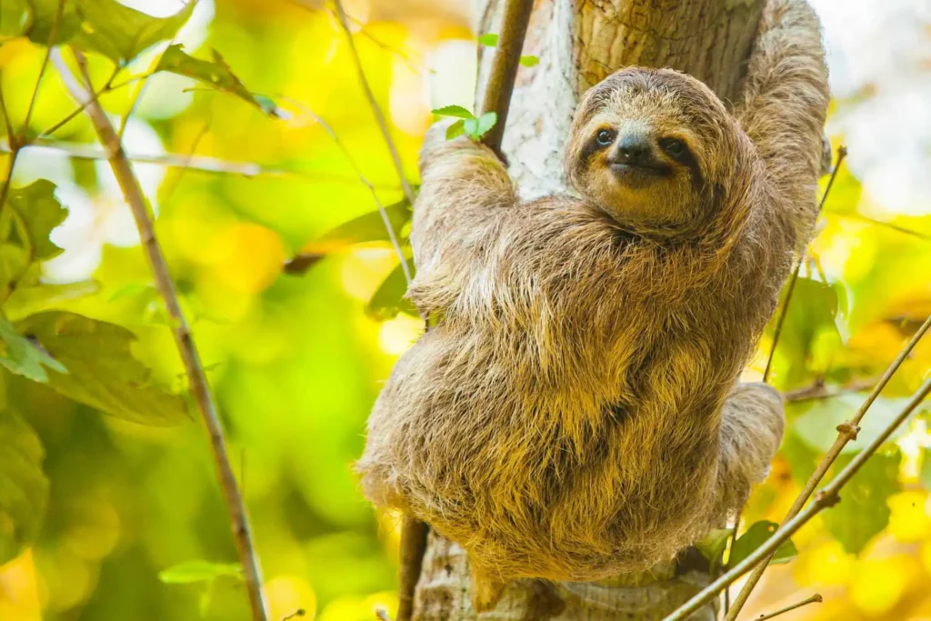 Faultier in Costa Rica - das Land verführt mit einer bunten Tier- und Pflanzenwelt, Traumstränden und jede Menge Abenteuern. Katharina Fenners gestaltet Ihre maßgeschneiderte Costa Rica Rundreise!