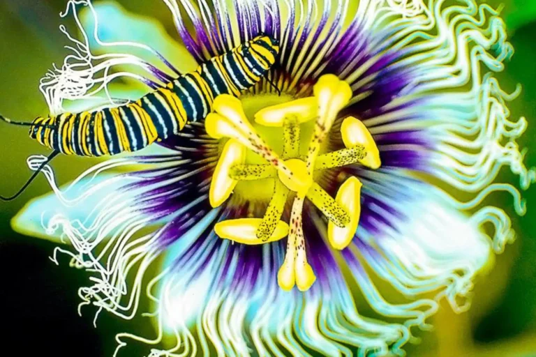 Passionsblume mit gelb-schwarz-gestreifter Raupe - in Costa Rica locken zahlreiche Nationalparks mit ihrer vielfältigen Flora und Fauna.