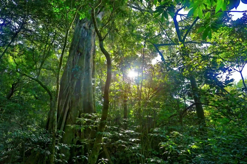 Natur pur im Monteverde Nationalpark - buchen Sie jetzt eine unvergesslich intensive Costa Rica Rundreise mit Fenners Reisen!