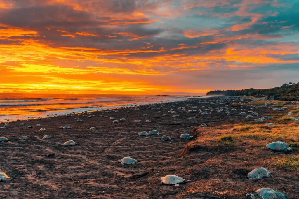 Schildkröten an einem Strand im Sonnenuntergang - eine Reise durch Costa Rica bietet intensive Einblicke in die Flora und Fauna des Landes