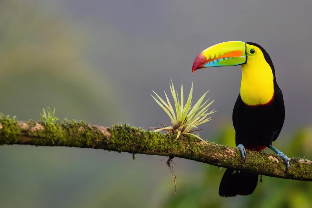 Tukan im Regenwald - auf Costa Rica Rundreise begegnen Sie zahlreichen Tierarten in ihrem natürlichen Lebensraum! Jetzt individuell bei Fenners Reisen beraten lassen!