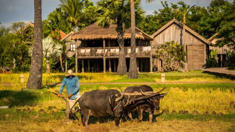 Ochsen auf dem Land von Siem Reap in Kambodscha - wer mag, erkundet die ländliche Umgebung mit dem Fahrrad oder zu Fuß. Katharina Fenners gestaltet Kambodscha Rundreisen mit vielen individuellen Erlebnissen!