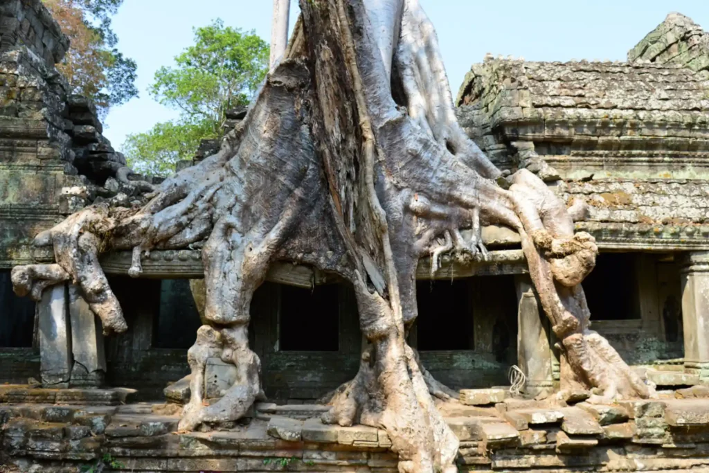 Baumwurzeln überwuchern die antiken Tempel von Angkor bei Siem Reap. Sie planen eine Rundreise durch Kambodscha oder einen Luxusurlaub? Katharina Fenners gestaltet Ihre maßgeschneiderte Reise individuell.