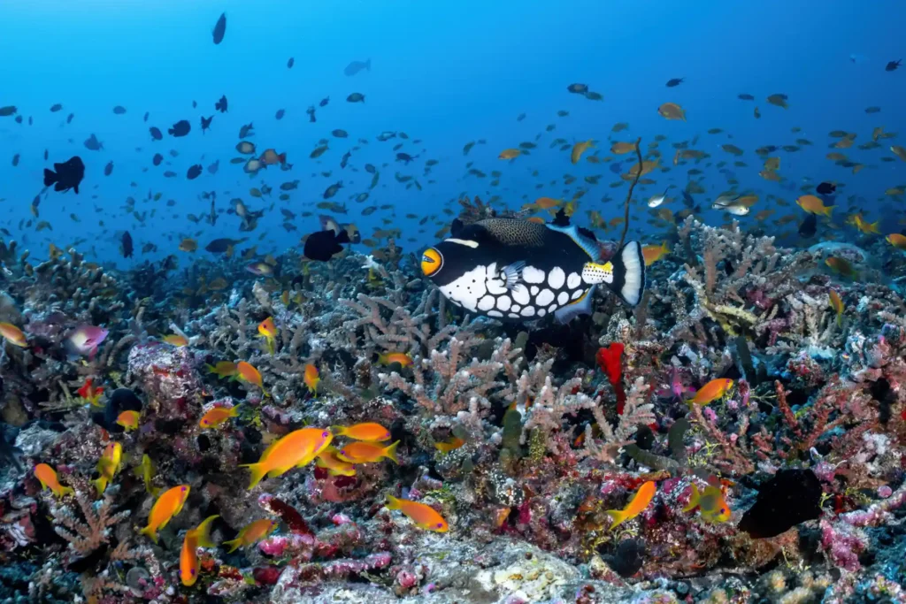 Bunte Untwerwasserwelt im naturbelassenen Thaa Atoll auf den Malediven. Katharina Fenners kennt die besten Tauch- und Schnorchelreviere der Malediven und berät Sie individuell!